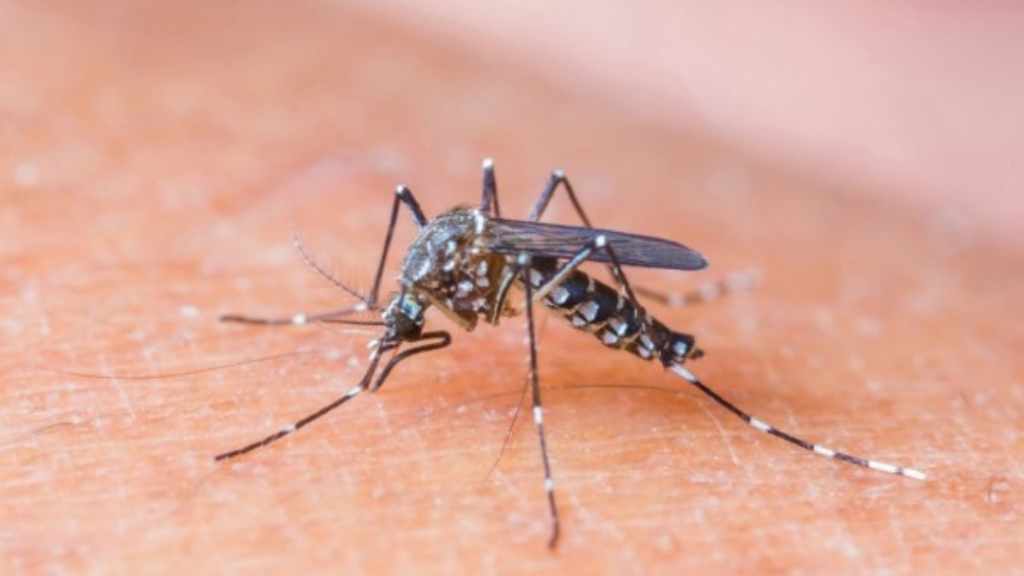 JOŠ JEDAN TRETMAN SUZBIJANJA KOMARACA Jefimija TV, Kruševac