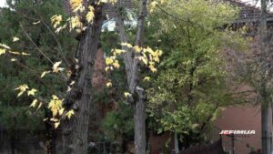 TEMPERATURNE OSCILACIJE UZ ČESTA PROLAZNA NAOBLAČENJA SA PADAVINAMA I VETROM