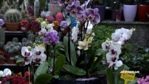 TRADICIONALNA OSMOMARTOVSKA PRODAJNA IZLOŽBA CVEĆA OD DANAS DO 8. MARTA U KRUŠEVAČKOM POZORIŠTU