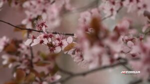 20. MARTA POČINJE PROLEĆE. DO PONEDELJKA OBLAČNO I SUVO, SLEDEĆE NEDELJE POSTEPENO TOPLIJE