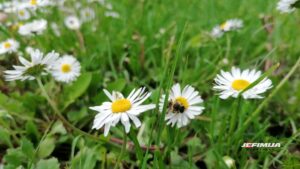 SUNČAN POČETAK SEDMICE, SLEDE PAD TEMPERATURE I PROMENLJIVO VREME SA MOGUĆOM KIŠOM